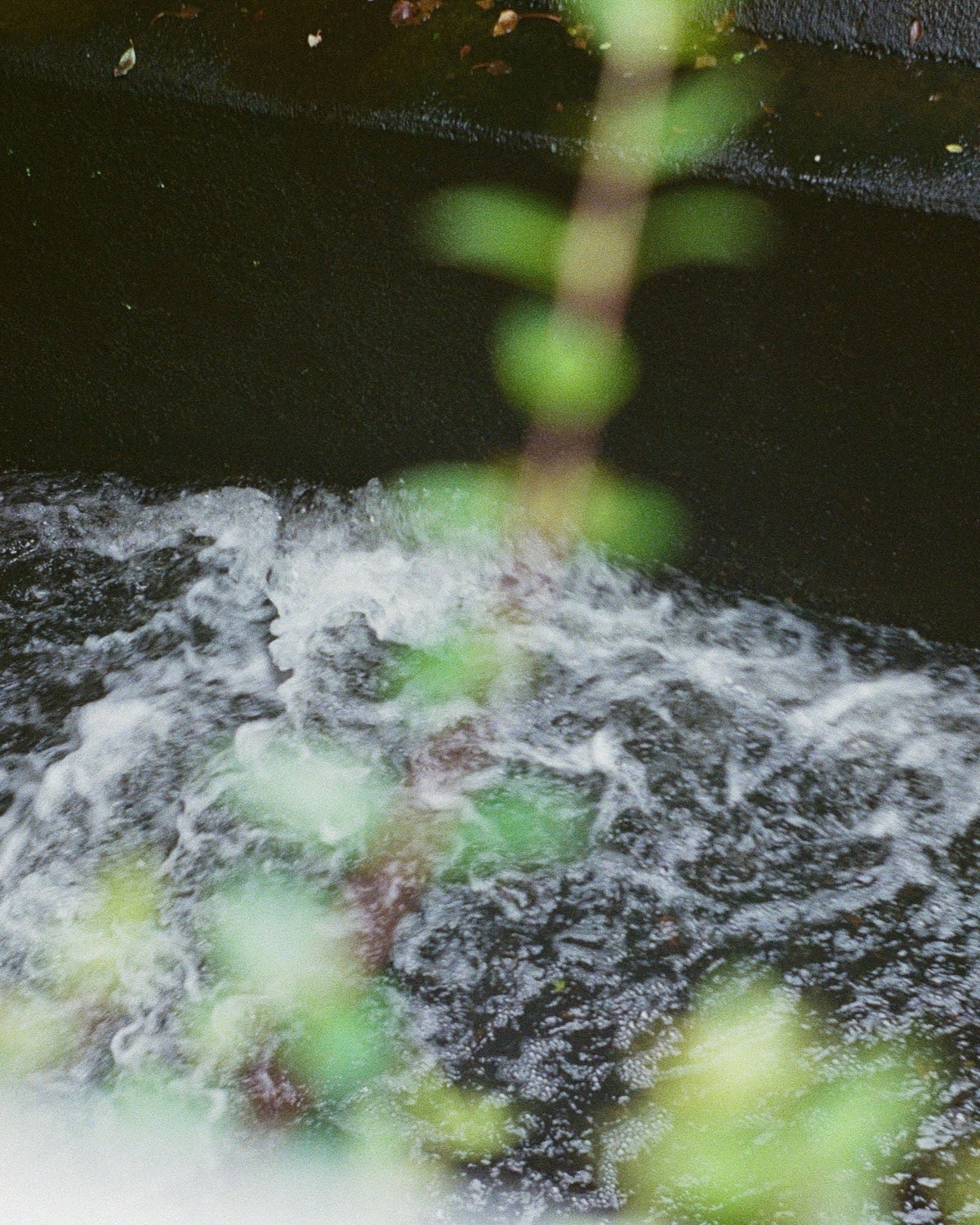 kawa